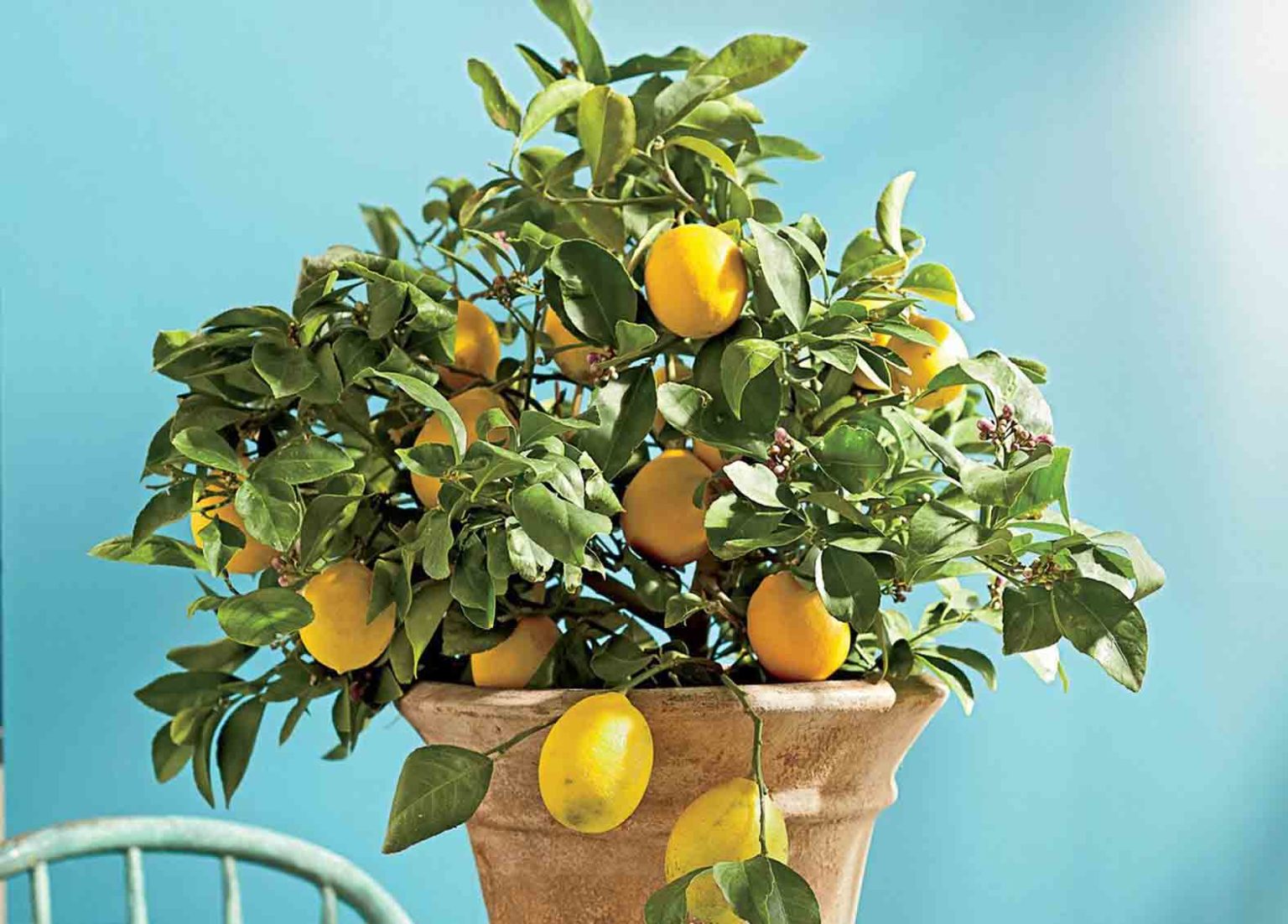 Как ухаживать за лимонами за начинающими. Цитрус (комнатное растение) лимон Мейера. Цитрус (комнатное растение) лимон Лунарио. Цитрус лимон дерево. Цитрус (комнатное растение) лимон Вариегата.