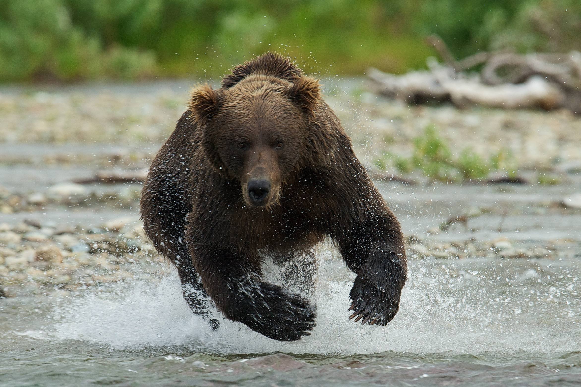 Медведь догоняет